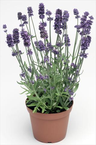 Foto fiore da  Vaso e aiola Lavandula angustifolia Sentivia® Blue