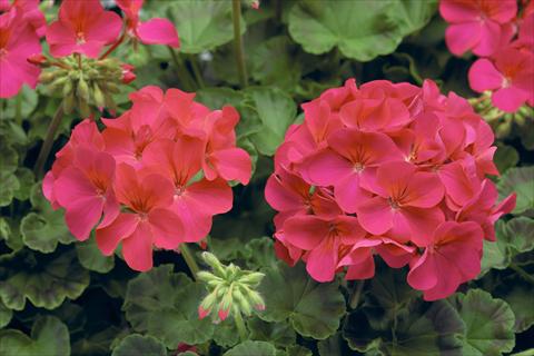 Foto fiore da  Vaso, aiuola, balcone Pelargonium x hortorum F.1 Pinto Premium F1 Violet