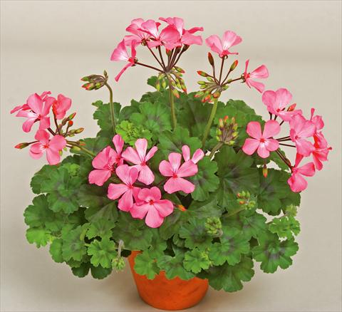 Foto fiore da  Balcone, vaso Pelargonium interspecifico Caliente® Pink