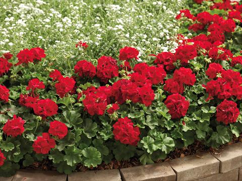 Foto fiore da  Balcone, vaso Pelargonium interspecifico Calliope® Dark Red