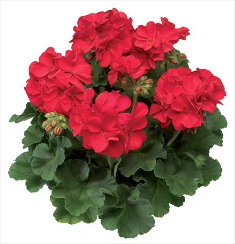 Foto fiore da  Balcone, vaso Pelargonium interspecifico Calliope® Scarlet Fire