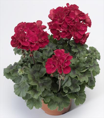 Foto fiore da  Vaso, aiuola, balcone Pelargonium zonale Tango® Velvet Red