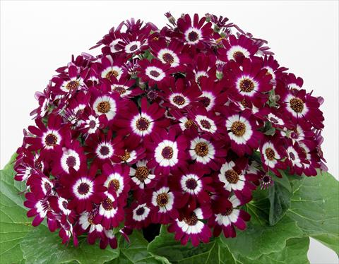 photo of flower to be used as: Pot and bedding Pericallis cruenta Venezia F1 Bordeaux with Ring