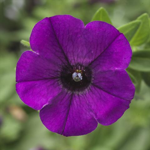 Foto fiore da  Vaso, aiuola, balcone, basket Petunia Picnic® Amethyst