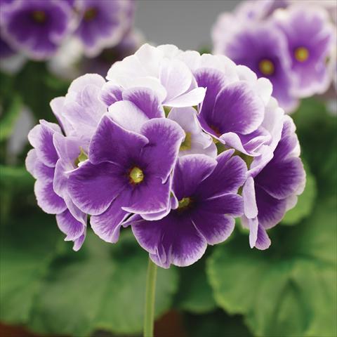 Foto fiore da  Vaso Primula obconica Libre F1 Blue Picotee