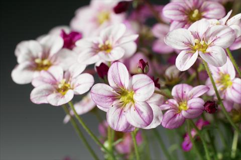 Foto fiore da  Vaso e aiola Saxifraga x arendsii Highlander Rose Shades