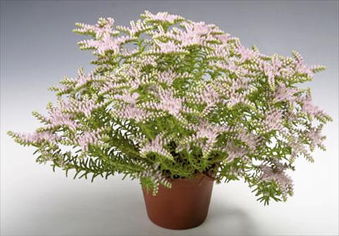 photo of flower to be used as: Pot and bedding Sedum pulchellum Sea Star