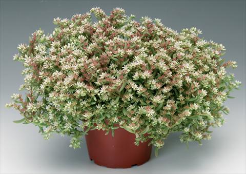 Foto fiore da  Vaso e aiola Sedum pulchellum Silver Frost