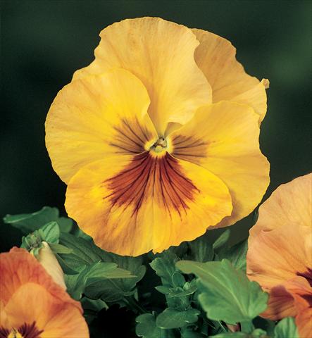 photo of flower to be used as: Pot and bedding Viola wittrockiana Karma F1 Copperfield
