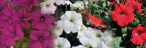 photo of flower to be used as: Pot, patio, basket 3 Combo Trio Musicale Can Can