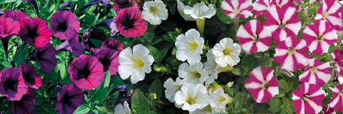 photo of flower to be used as: Pot, patio, basket 3 Combo Trio Musicale Salsa