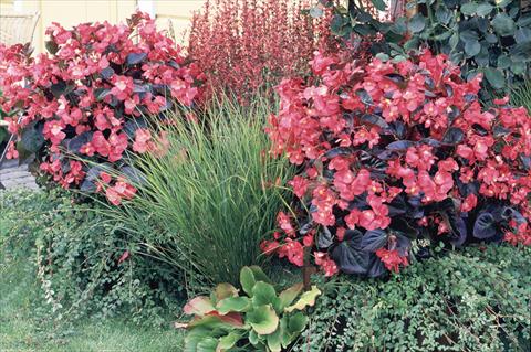 Foto fiore da  Vaso e aiola Begonia x benariensis BIG Rose bronze leaf