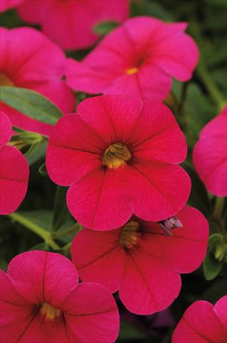 Foto fiore da  Vaso, balcone, basket Calibrachoa Gioia® Cherry