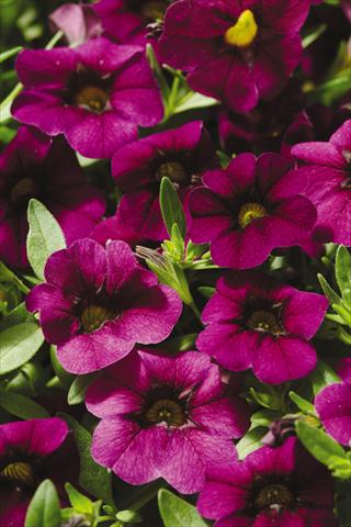photo of flower to be used as: Pot, patio, basket Calibrachoa Gioia® Deep Red