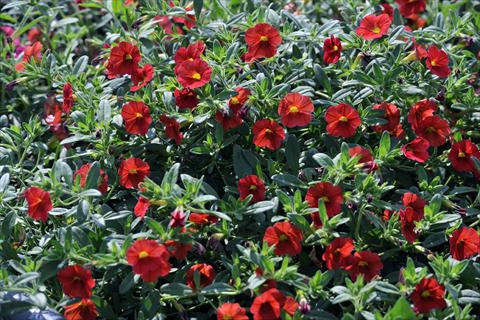 Foto fiore da  Vaso, balcone, basket Calibrachoa Gioia® Orange Red