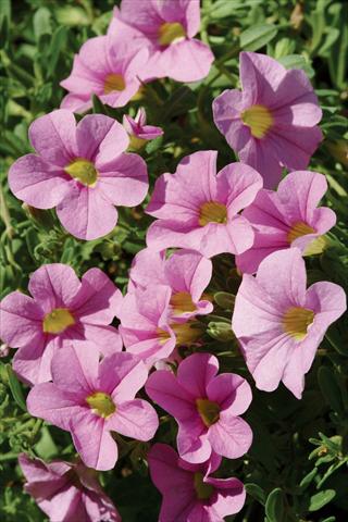 Foto fiore da  Vaso, balcone, basket Calibrachoa Gioia® Pink