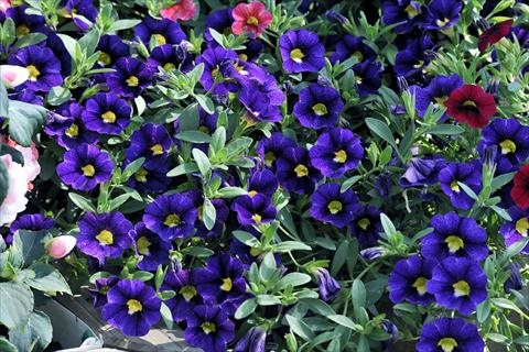 Foto fiore da  Vaso, balcone, basket Calibrachoa Gioia® Velvet Blue