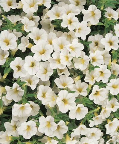 Foto fiore da  Vaso, balcone, basket Calibrachoa Gioia® White