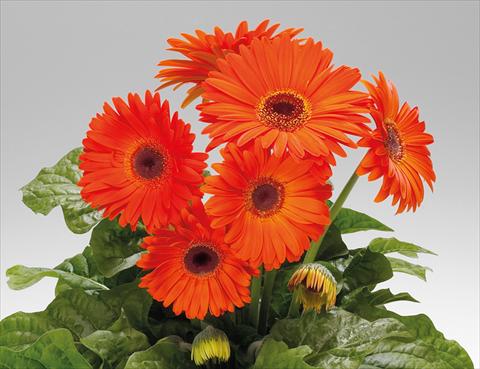 Foto fiore da  Vaso Gerbera jamesonii Babylon Deep Orange dark eye