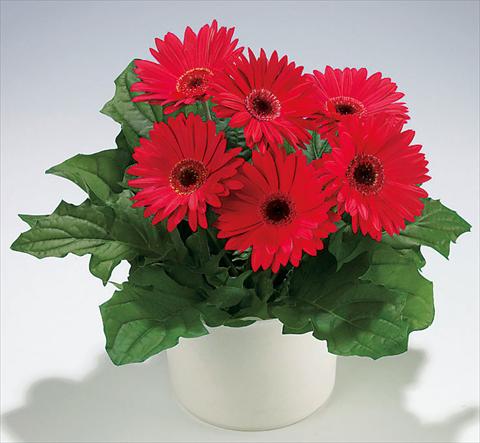 Foto fiore da  Vaso Gerbera jamesonii Babylon Deep Rose dark eye Exp