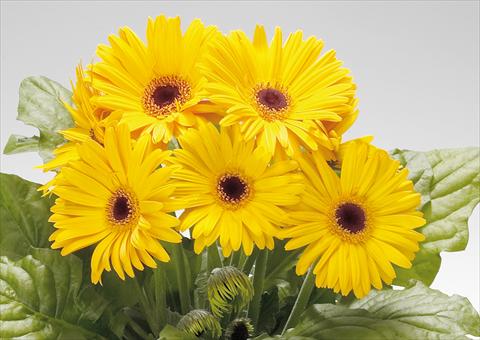 photo of flower to be used as: Pot Gerbera jamesonii Babylon Golden Yelow dark eye