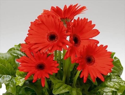 Foto fiore da  Vaso Gerbera jamesonii Babylon Orange Scarlet dark eye