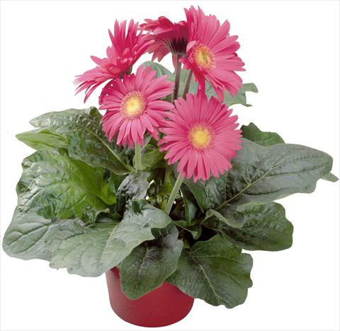 Foto fiore da  Vaso Gerbera jamesonii Babylon Rose