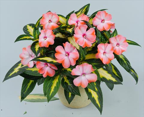 Foto fiore da  Vaso, aiuola, balcone, basket Impatiens N. Guinea Strike Salmon