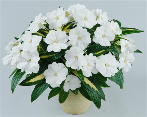 Foto fiore da  Vaso, aiuola, balcone, basket Impatiens N. Guinea Strike White