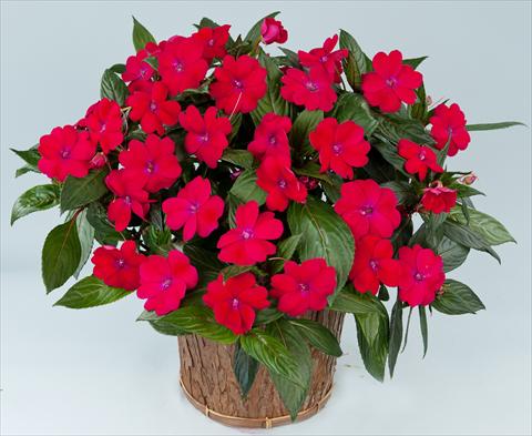 Foto fiore da  Vaso, aiuola, balcone, basket Impatiens N. Guinea Sun Harmony® Magenta