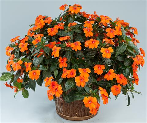 Foto fiore da  Vaso, aiuola, balcone, basket Impatiens N. Guinea Sun Harmony® Orange