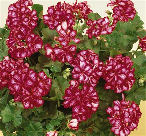 Foto fiore da  Vaso, balcone, basket Pelargonium peltatum SIL Toscana® Chris