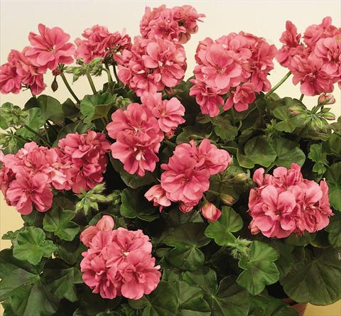 Foto fiore da  Vaso, balcone, basket Pelargonium peltatum SIL Toscana® Erke