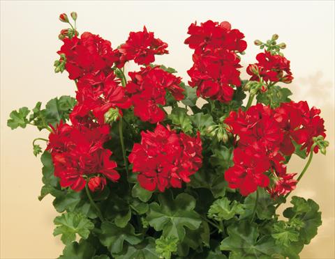 Foto fiore da  Vaso, balcone, basket Pelargonium peltatum SIL Toscana® Fabian