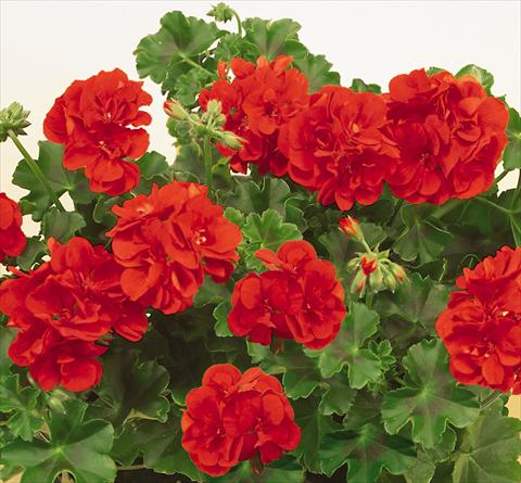 Foto fiore da  Vaso, balcone, basket Pelargonium peltatum SIL Toscana® Falko