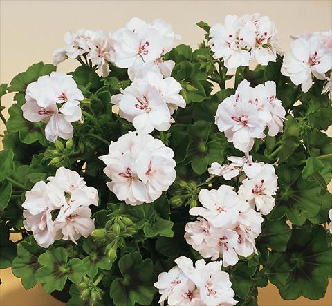 Foto fiore da  Vaso, balcone, basket Pelargonium peltatum SIL Toscana® Insa