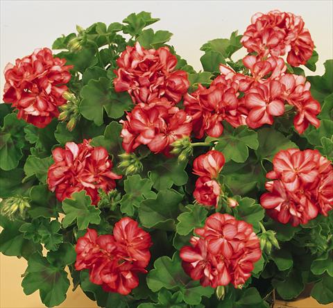 Foto fiore da  Vaso, balcone, basket Pelargonium peltatum SIL Toscana® Okka