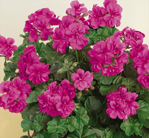 Foto fiore da  Vaso, balcone, basket Pelargonium peltatum SIL Toscana® Quirin