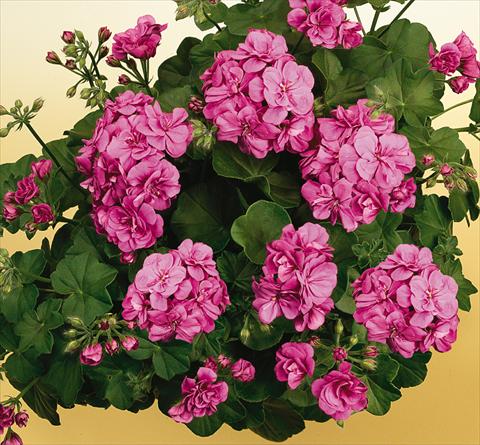 Foto fiore da  Vaso, balcone, basket Pelargonium peltatum SIL Toscana® Rikea