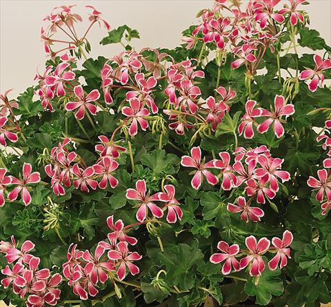 Foto fiore da  Vaso, balcone, basket Pelargonium peltatum SIL Toscana® Stellena