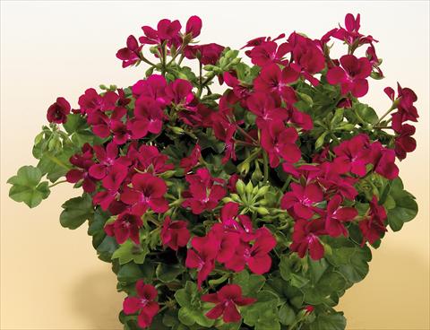 Foto fiore da  Vaso, balcone, basket Pelargonium peltatum SIL Toscana® Villetta Burgundy