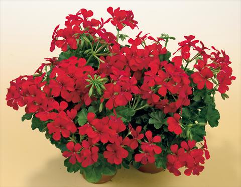 Foto fiore da  Vaso, balcone, basket Pelargonium peltatum SIL Toscana® Villetta Red