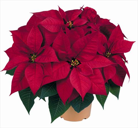 Foto fiore da  Vaso Poinsettia - Euphorbia pulcherrima RED FOX Viking Red