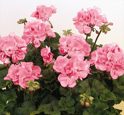 Foto fiore da  Vaso, aiuola, balcone Pelargonium zonale SIL Toscana® Anne