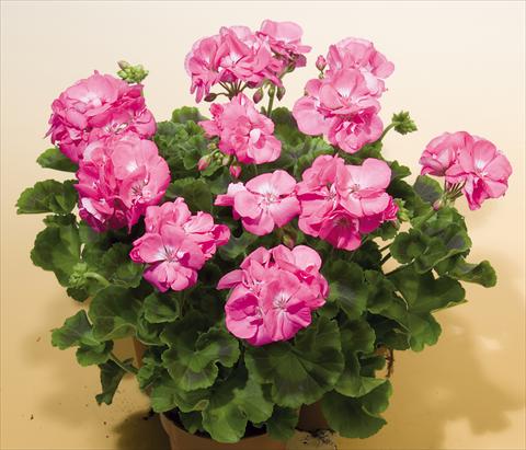 Foto fiore da  Vaso, aiuola, balcone Pelargonium zonale SIL Toscana® Birte