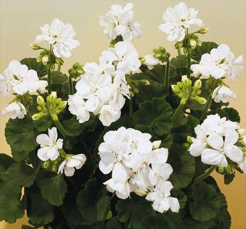 Foto fiore da  Vaso, aiuola, balcone Pelargonium zonale SIL Toscana® Cato