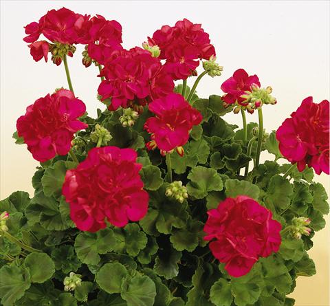 Foto fiore da  Vaso, aiuola, balcone Pelargonium zonale SIL Toscana® Frauke