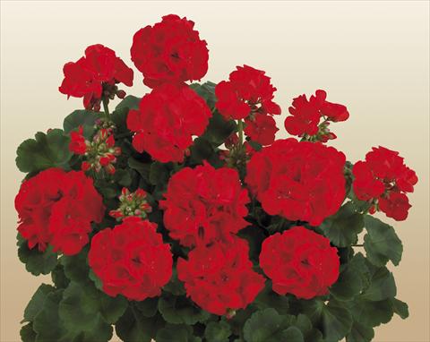 photo of flower to be used as: Pot, bedding, patio Pelargonium zonale SIL Toscana® Imke