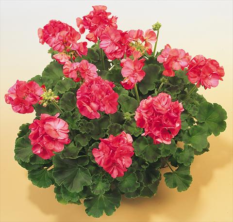 Foto fiore da  Vaso, aiuola, balcone Pelargonium zonale SIL Toscana® Selma