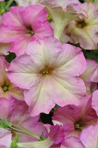 Foto fiore da  Vaso, aiuola, balcone, basket Petunia grandiflora Sophistica Antique Shades